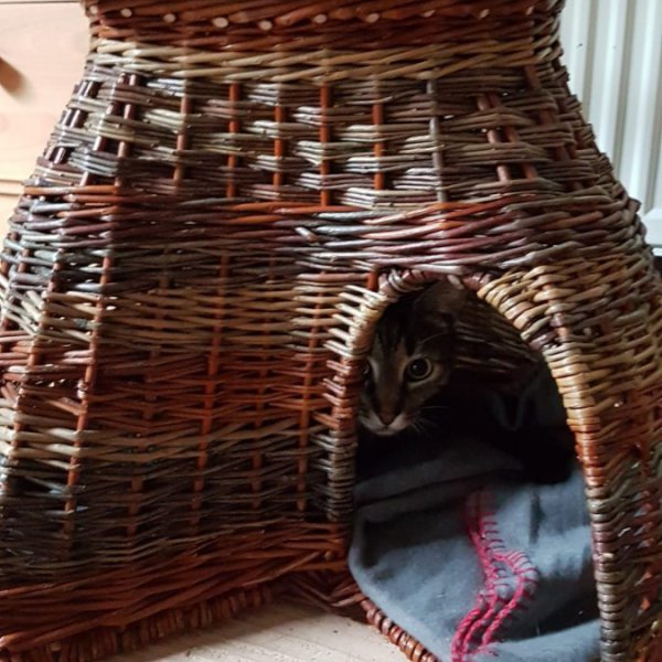 catbasket